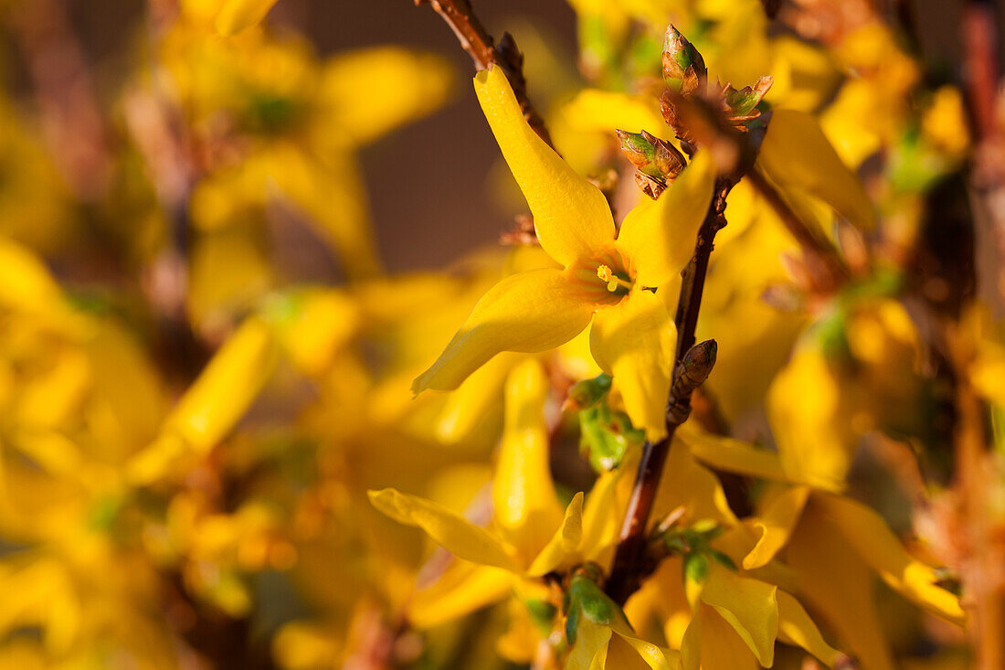 Forsythia x intermedia