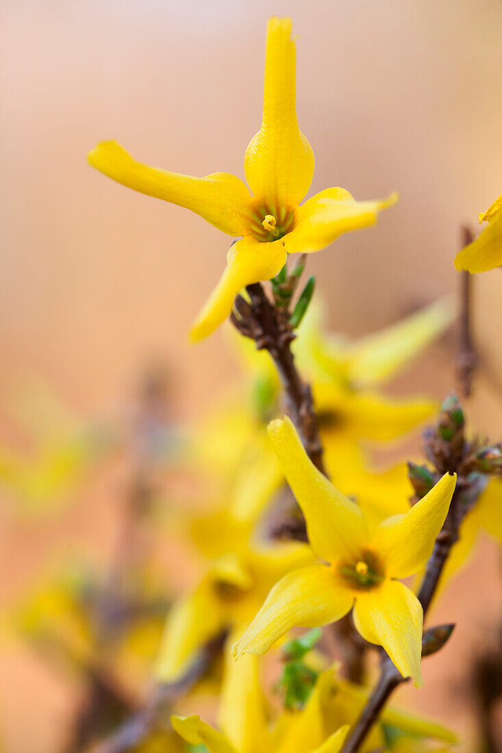 Forsythia x intermedia