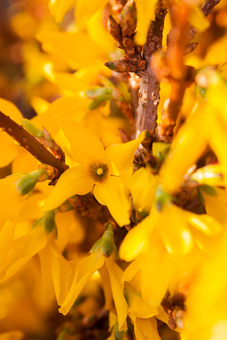 Forsythia x intermedia