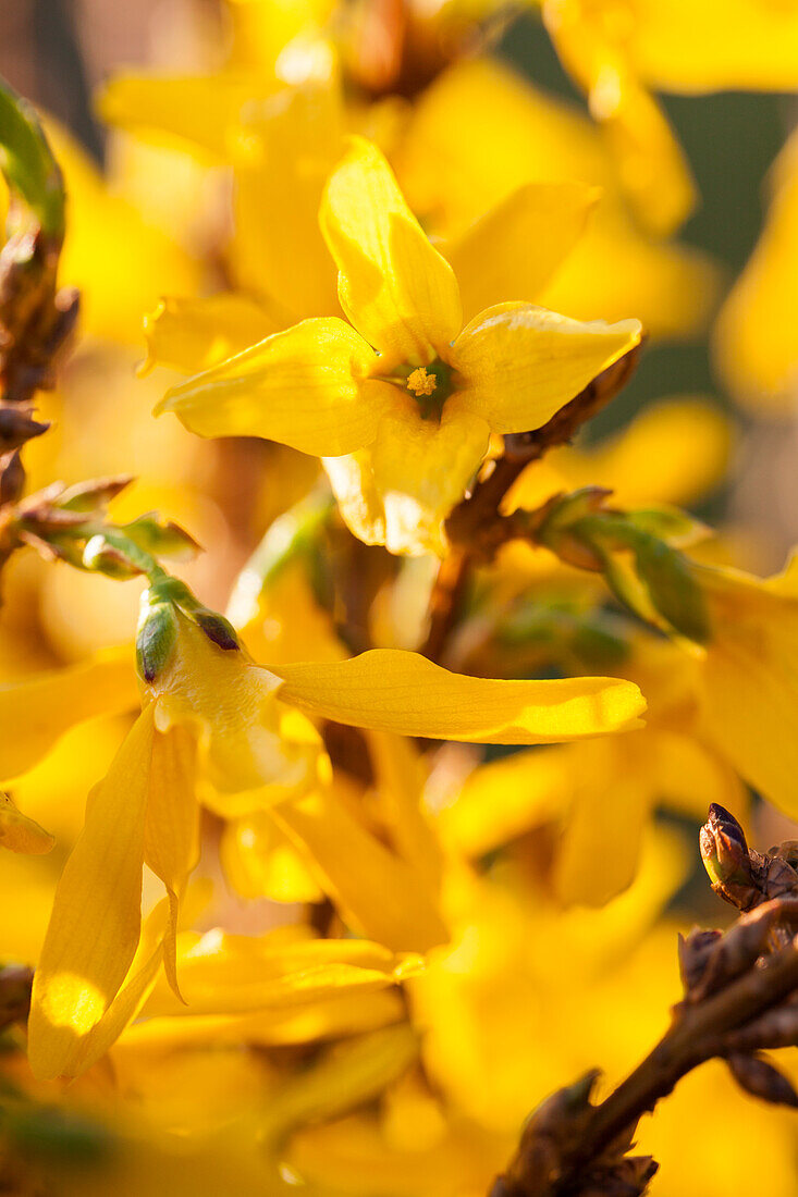 Forsythia x intermedia