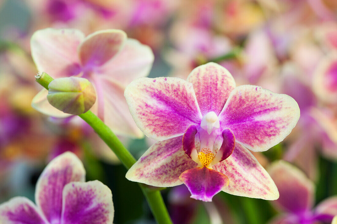 Phalaenopsis