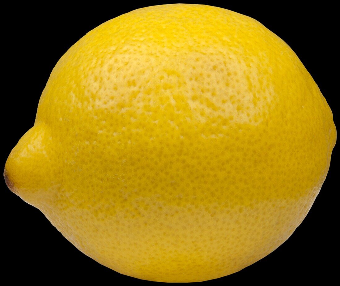 Citrus limon