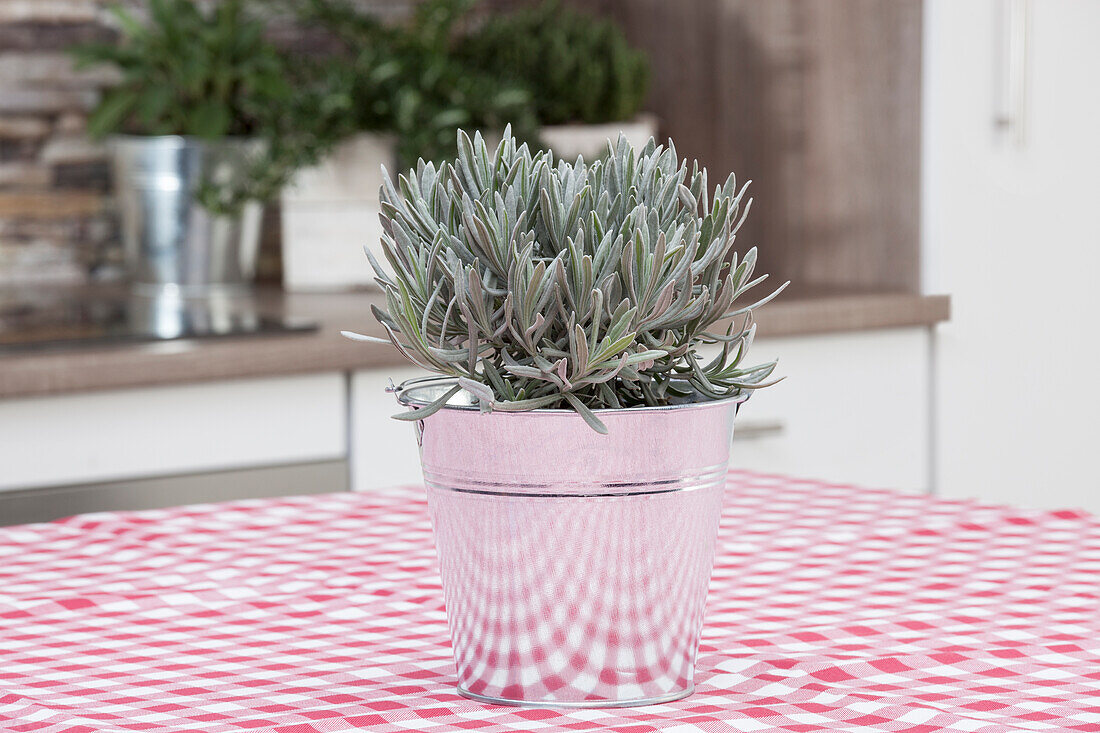 Lavandula officinalis