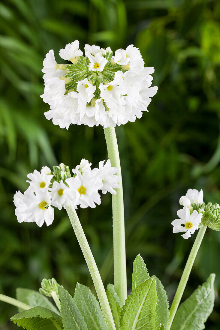 Primula denticulata