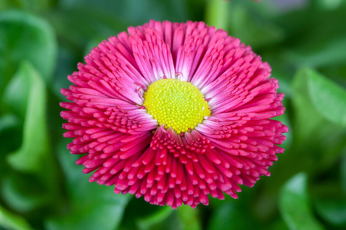 Bellis perennis