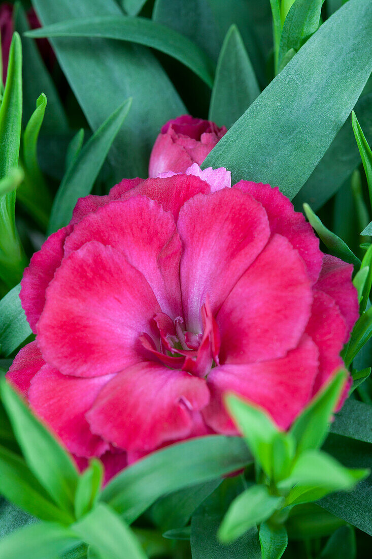 Dianthus caryophyllus