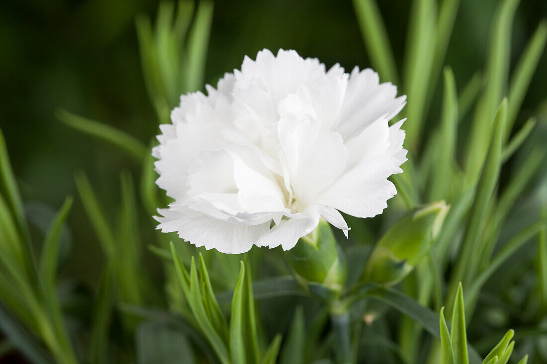 Dianthus caryophyllus