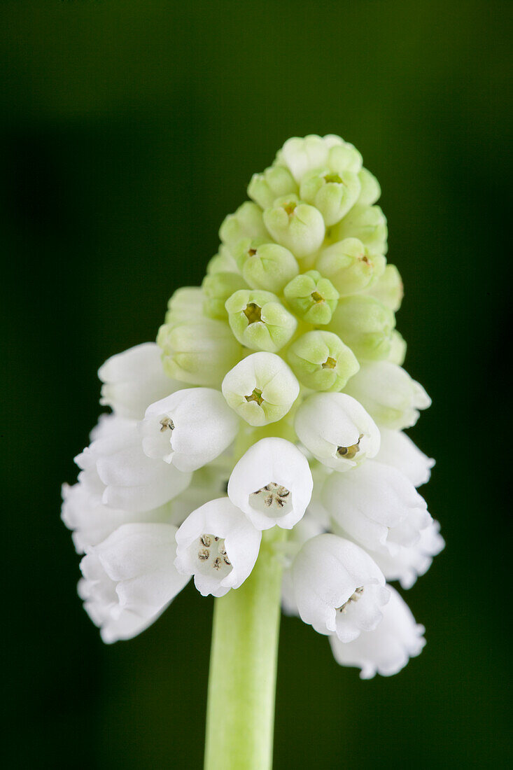 Muscari