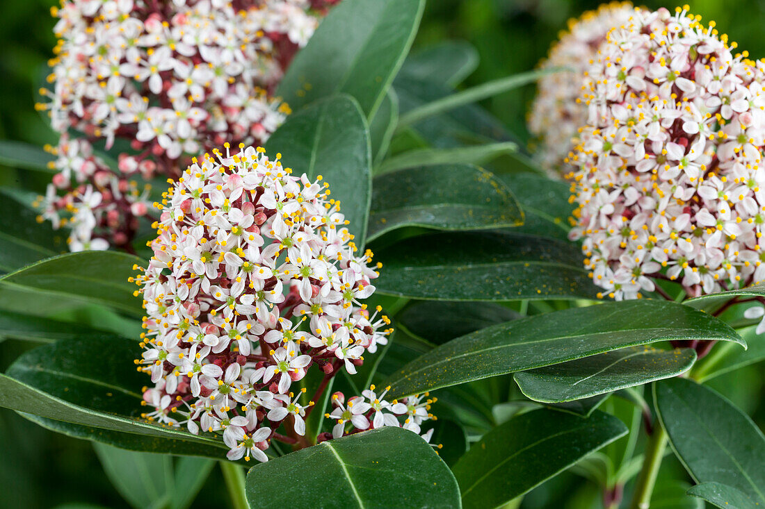 Skimmia japonica