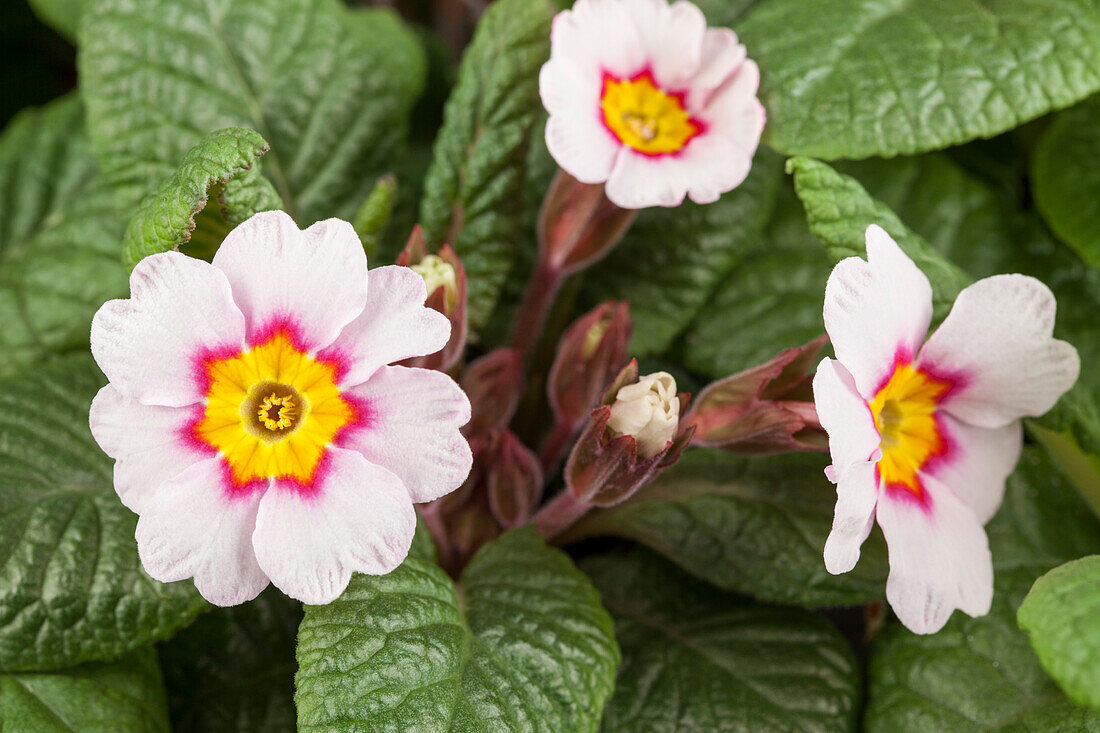 Primula vulgaris