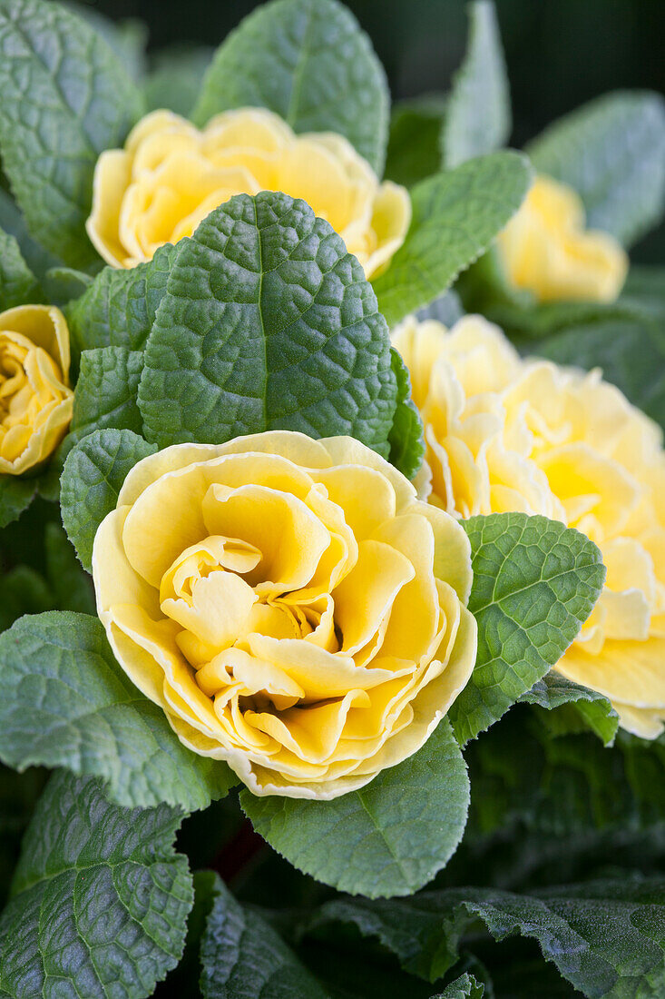 Primula vulgaris BELARINA