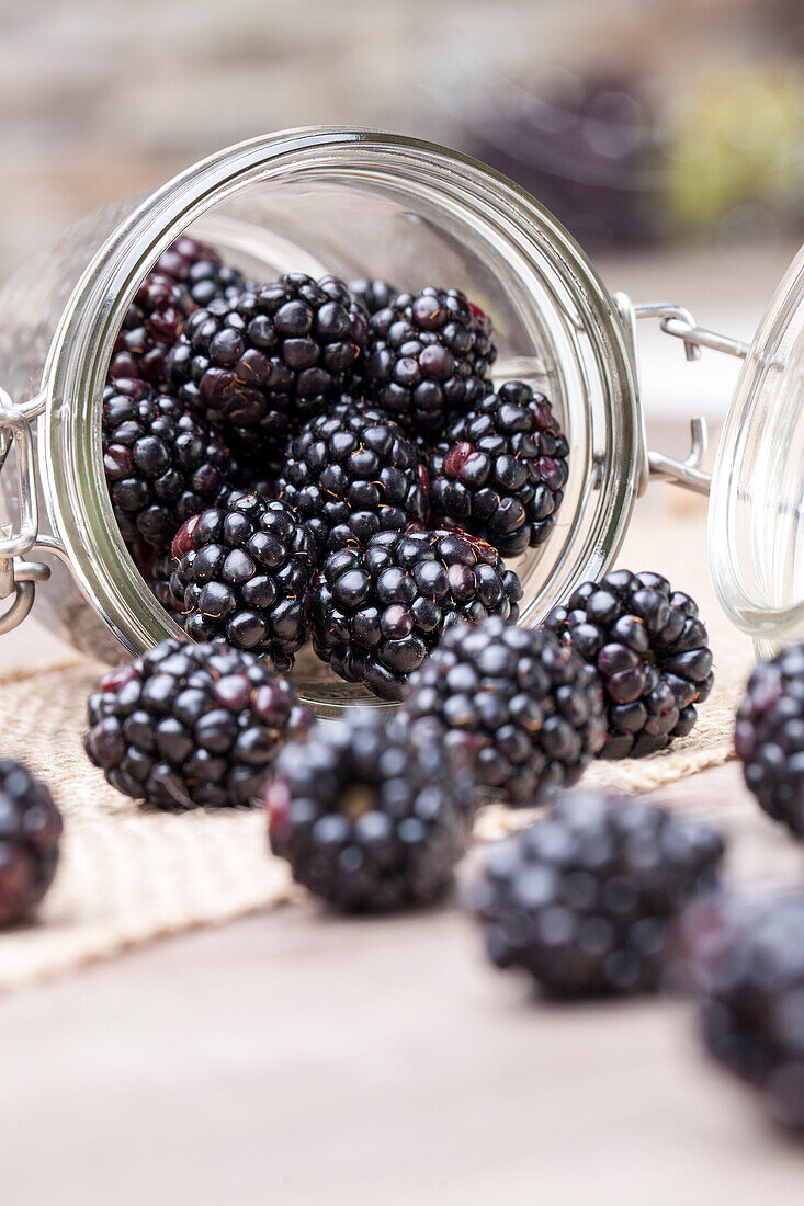 Rubus fruticosus