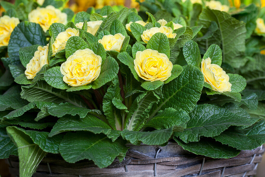 Primula vulgaris BELARINA