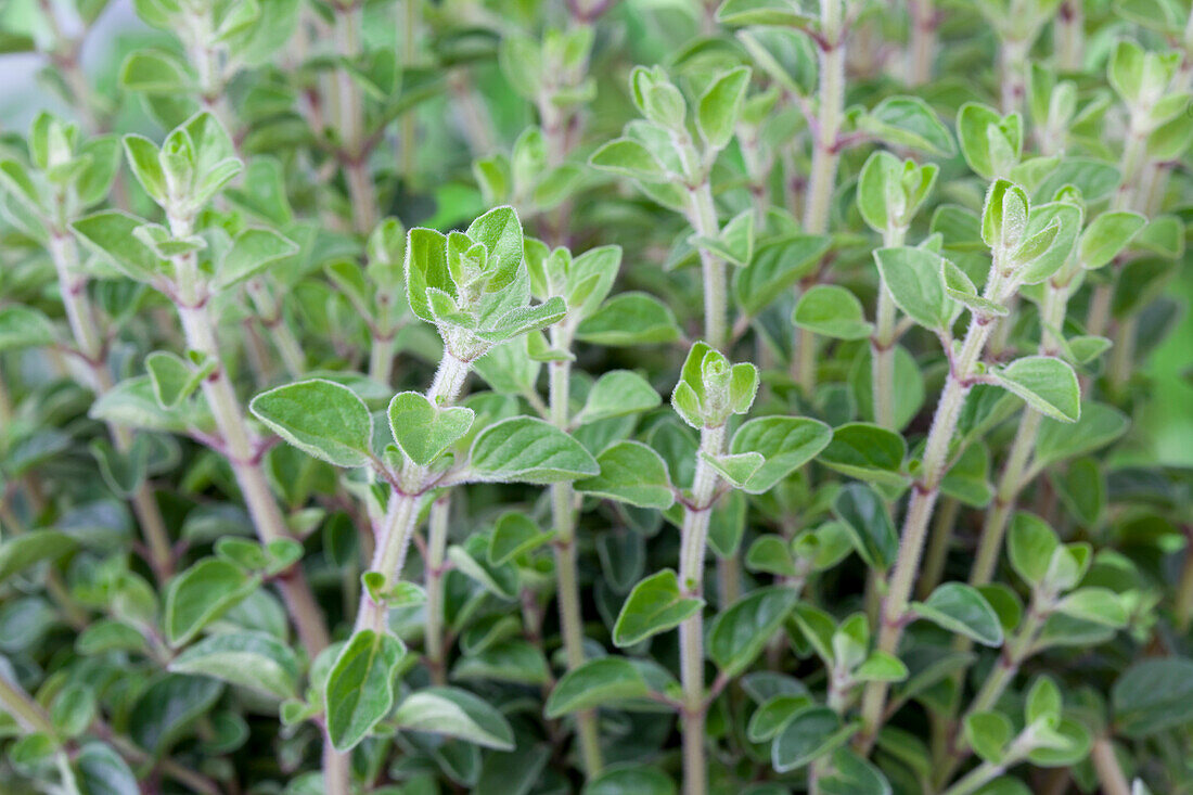 Origanum vulgare