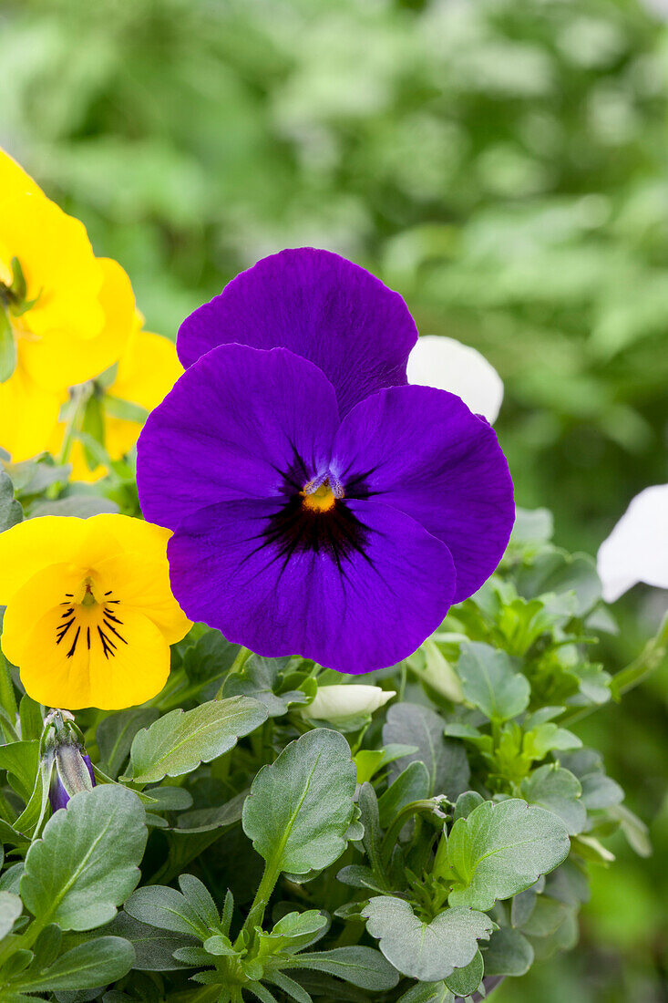 Viola cornuta