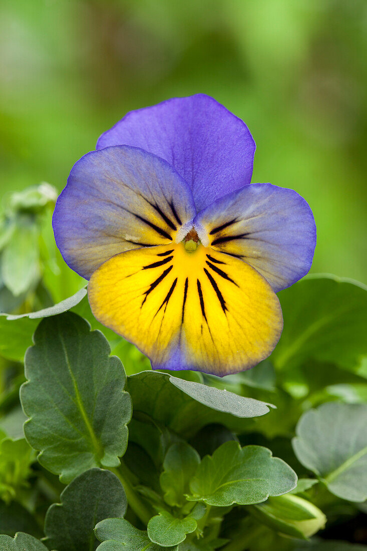 Viola cornuta