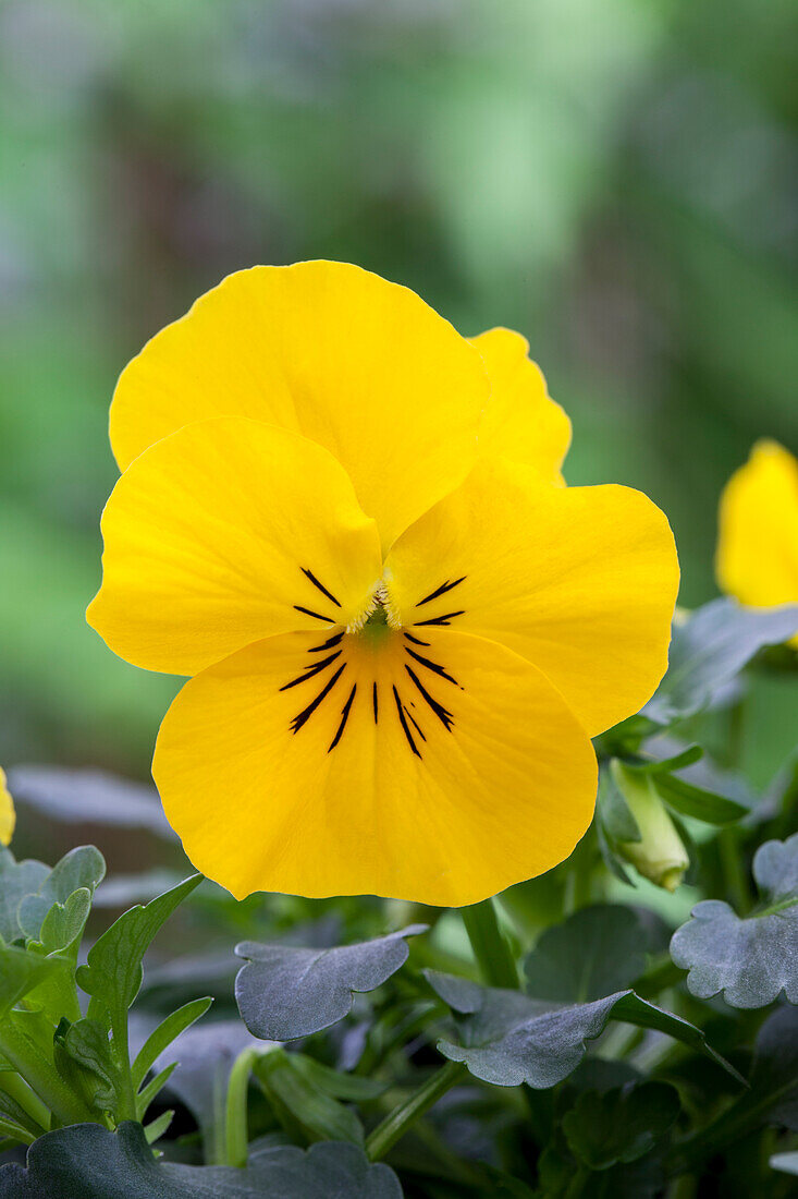 Viola cornuta