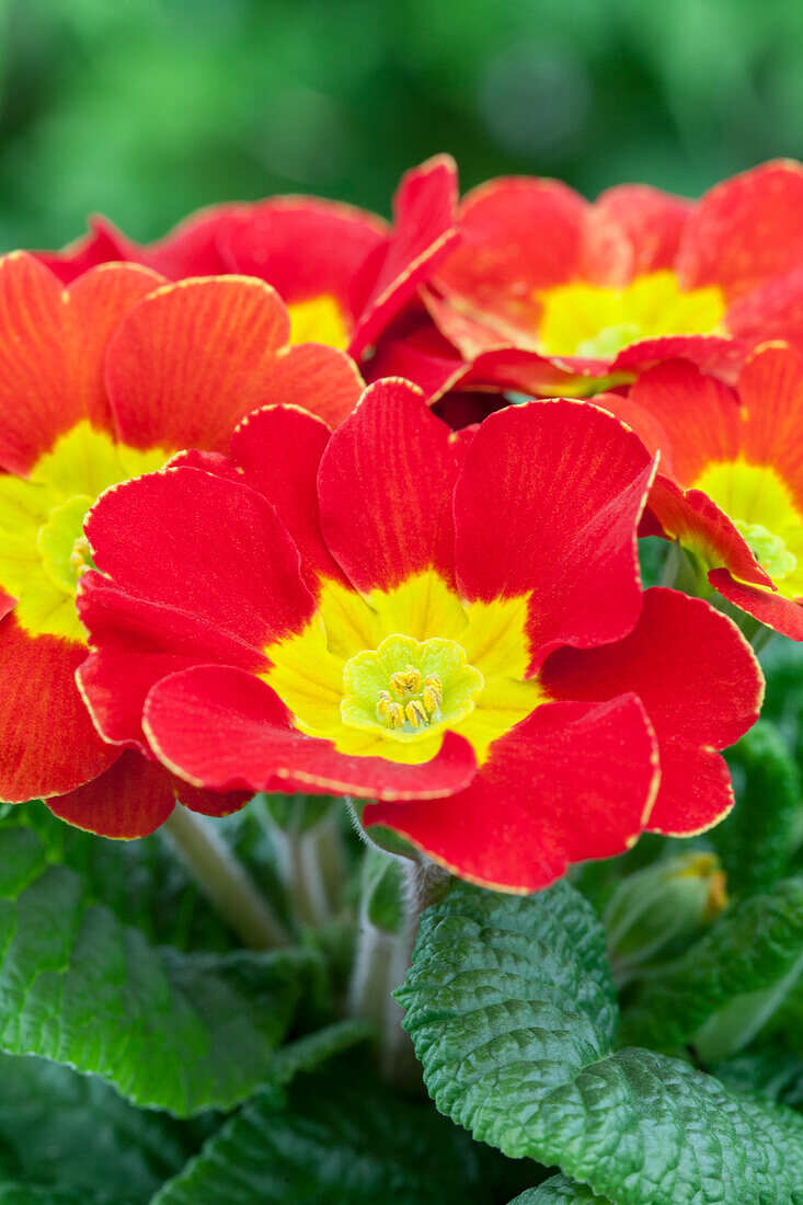 Primula vulgaris