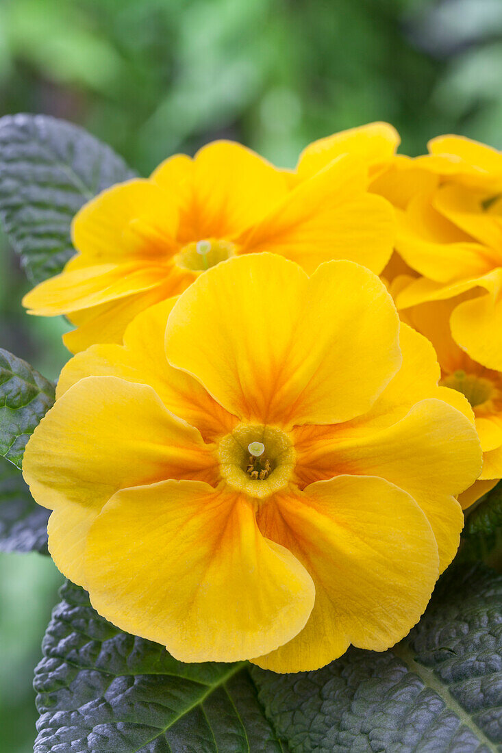 Primula