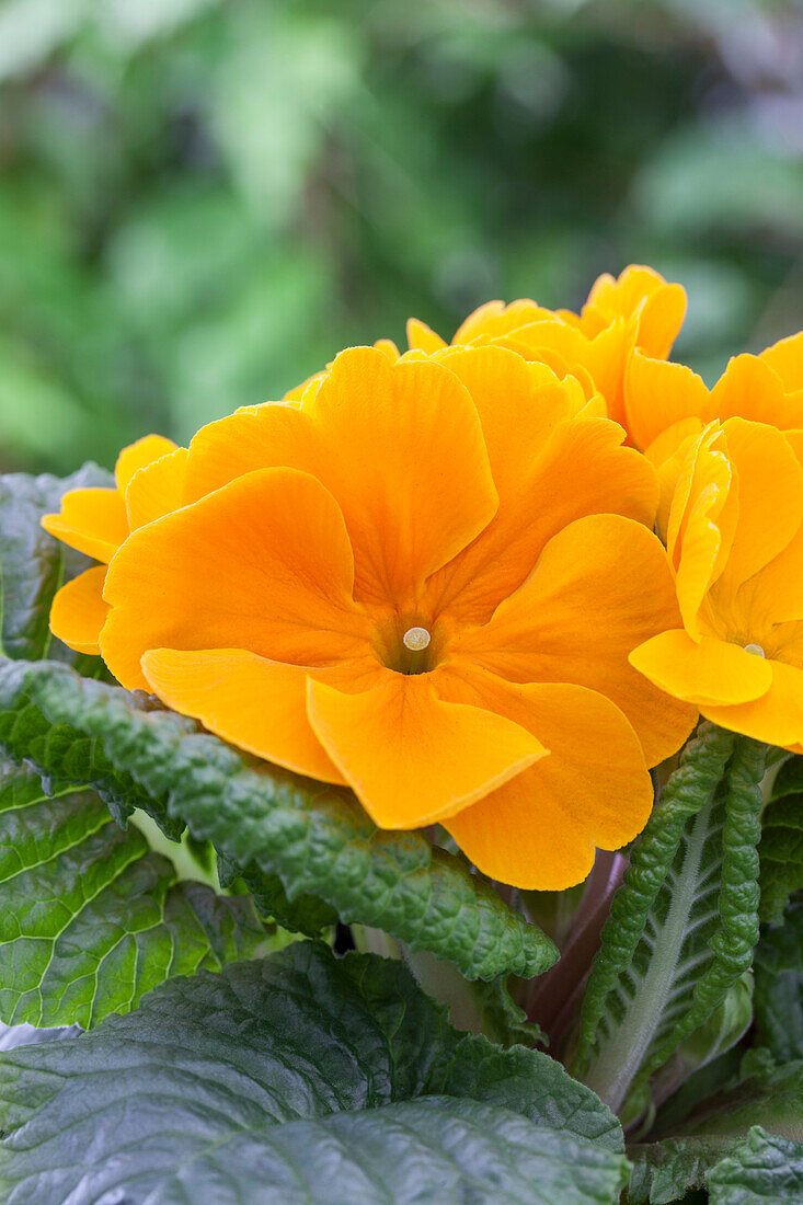 Primula vulgaris