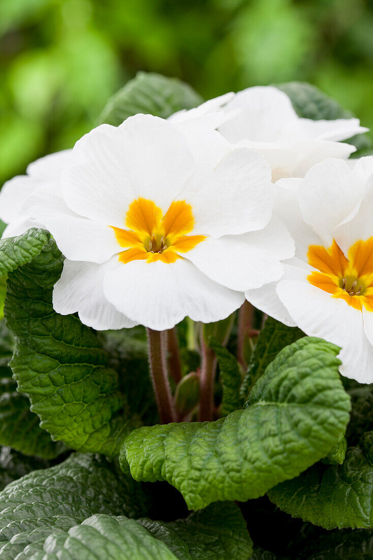 Primula vulgaris