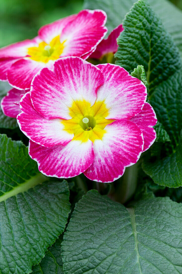 Primula vulgaris