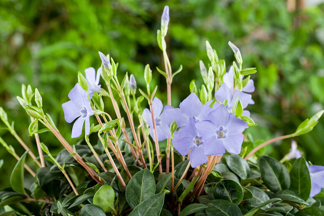 Vinca minor