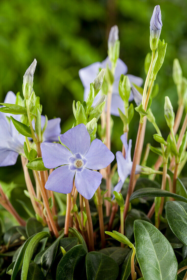 Vinca minor