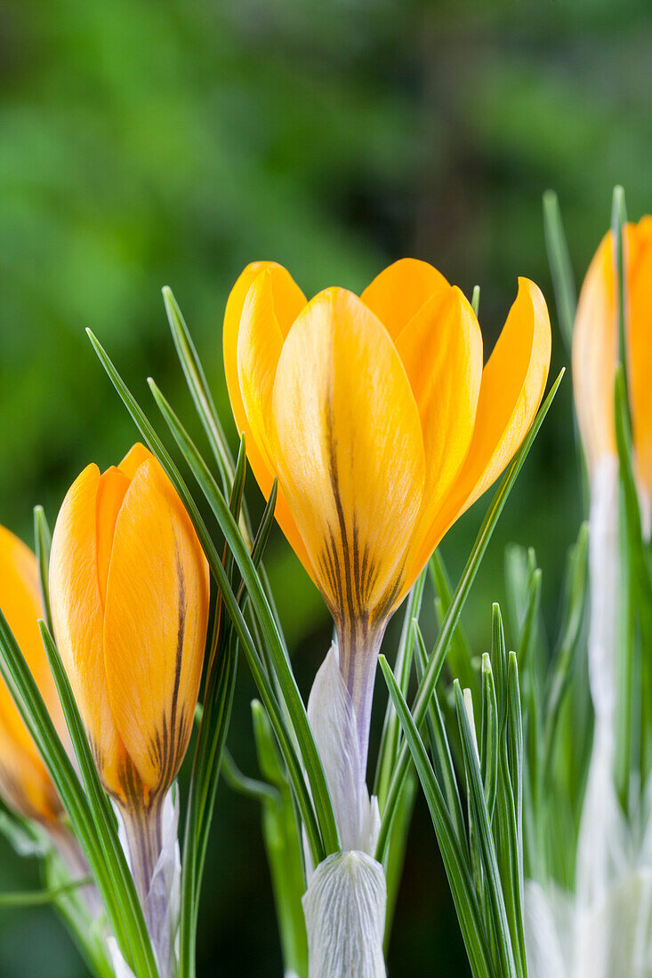 Crocus chrysanthus