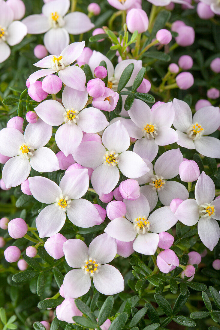 Boronia anemonifolia