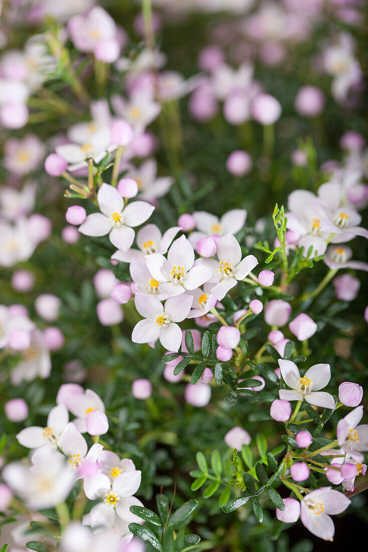 Boronia anemonifolia