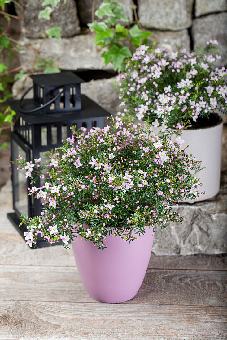 Boronia anemonifolia