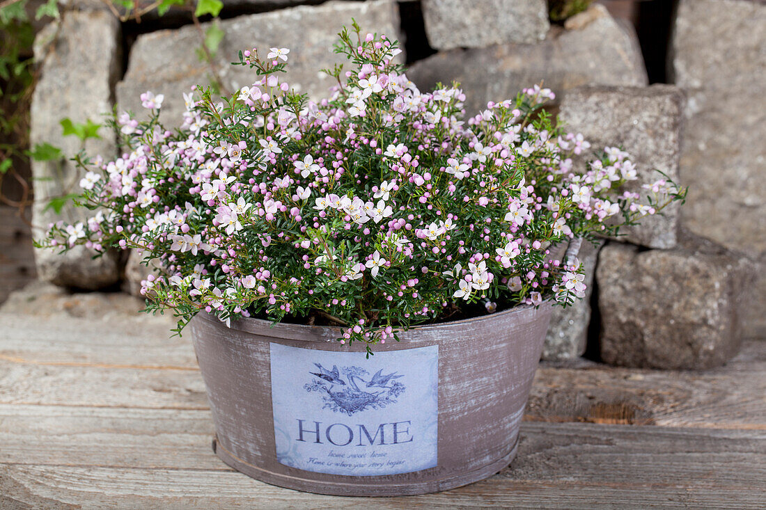 Boronia anemonifolia