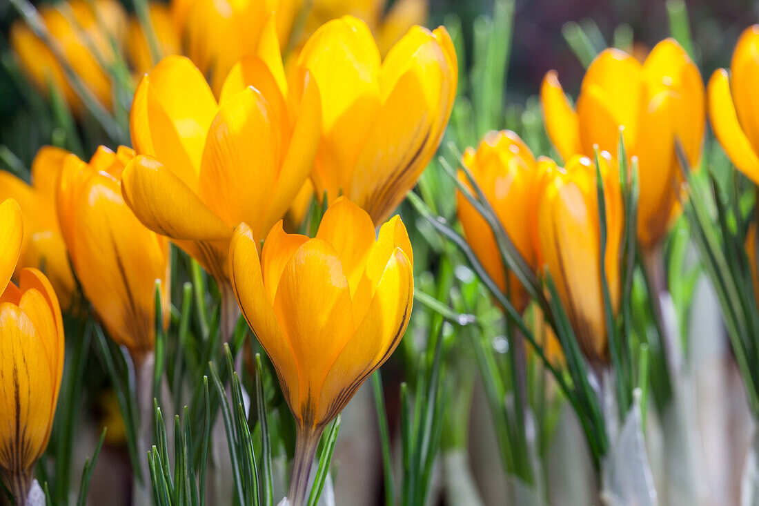 Crocus chrysanthus