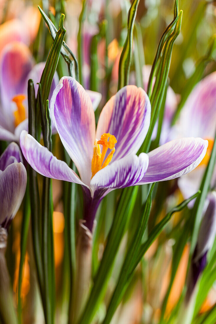 Crocus chrysanthus