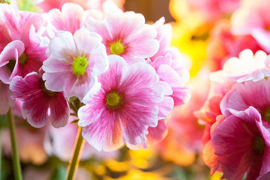 Primula elatior