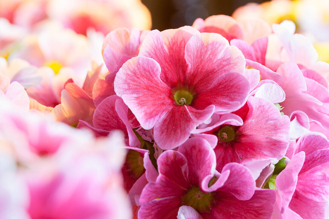 Primula elatior