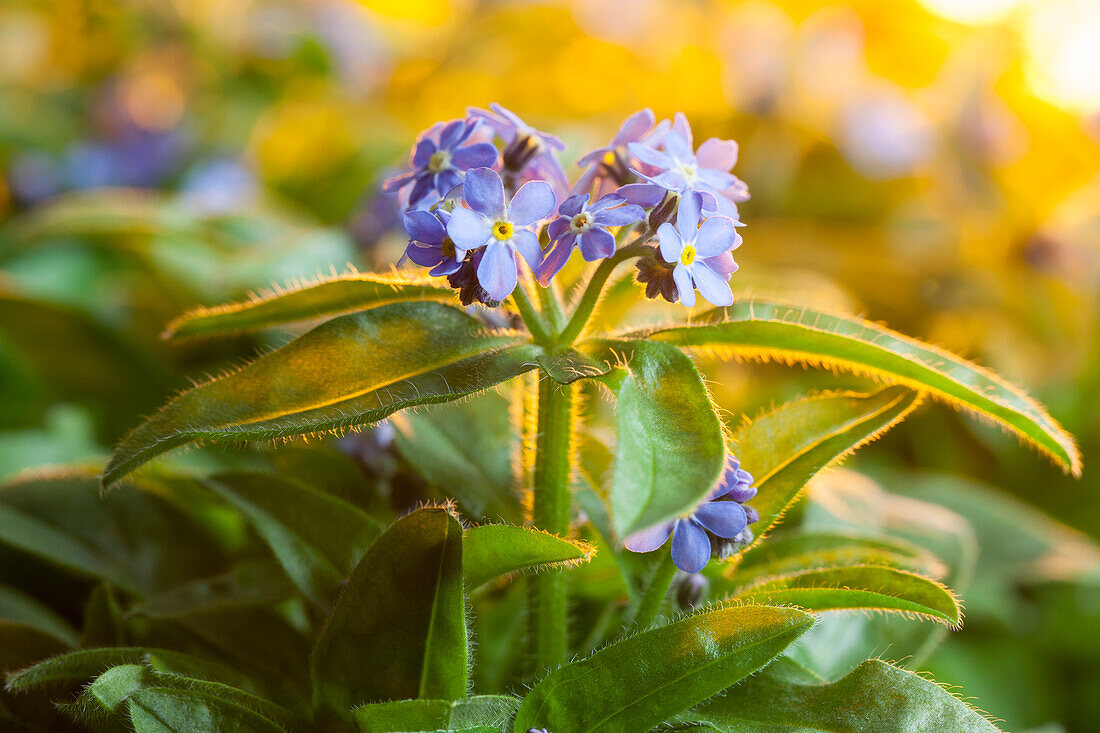 Myosotis