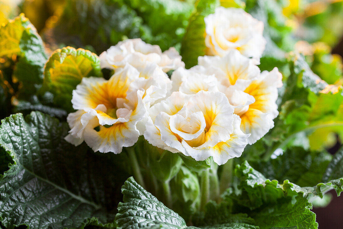 Primula vulgaris