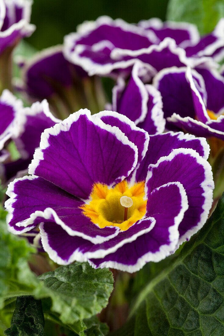 Primula vulgaris 'Sirocco'