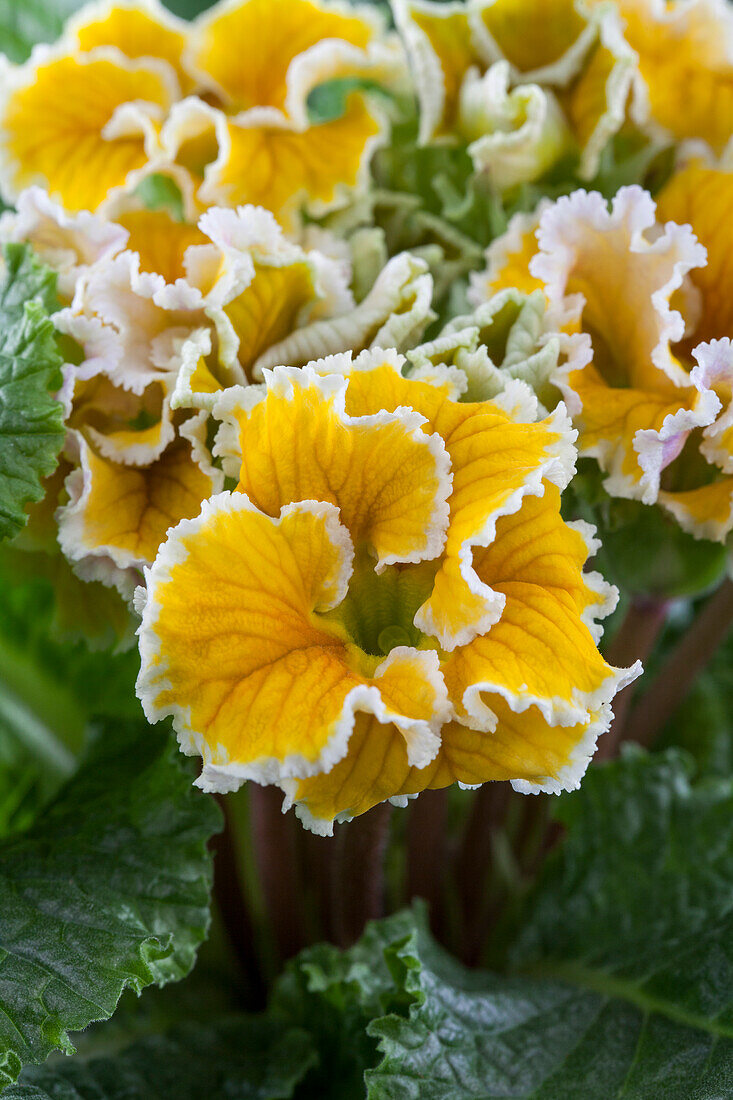 Primula vulgaris filled