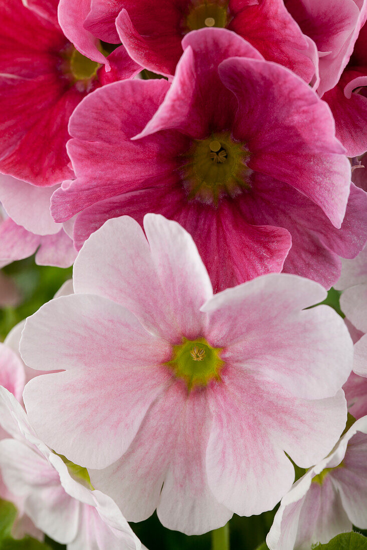 Primula obconica