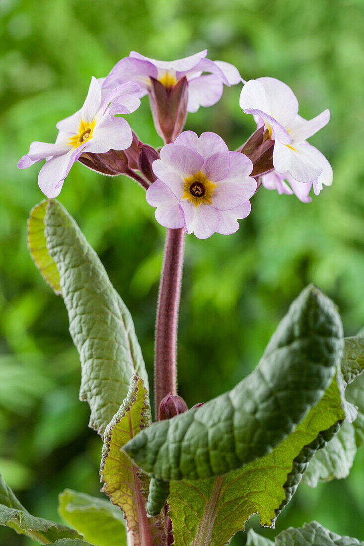 Primula x pruhoniciana