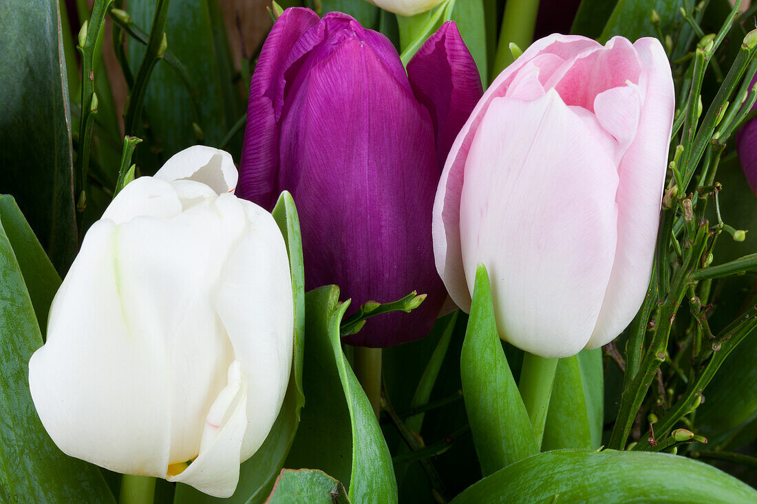 Bouquet