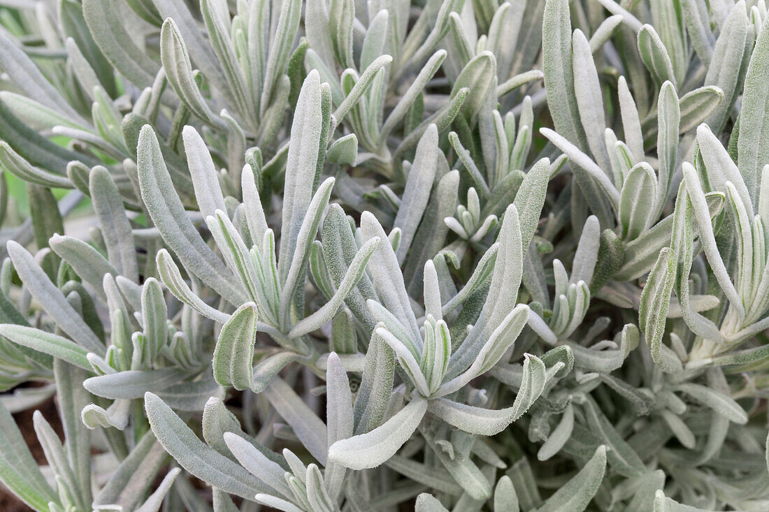 Helichrysum angustifolia