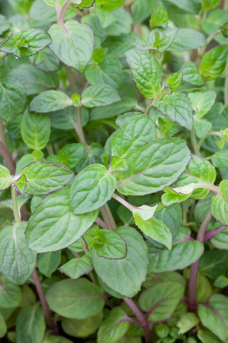 Mentha x piperita