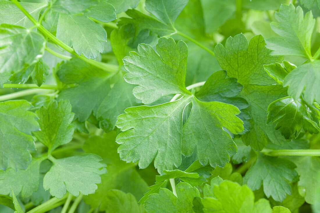 Petroselinum crispum 'Gigante d'Italia'.