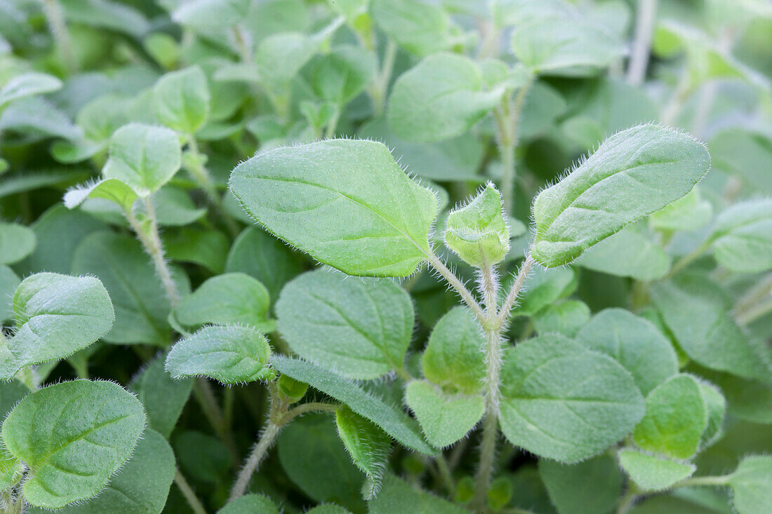 Origanum vulgare