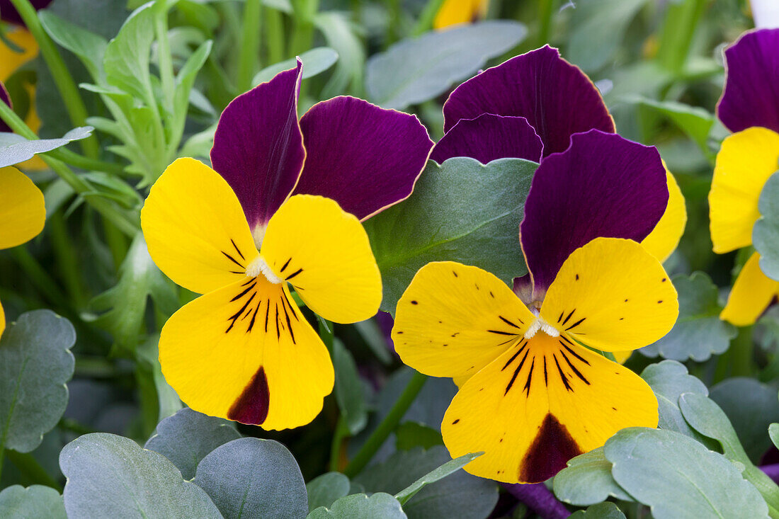 Viola cornuta