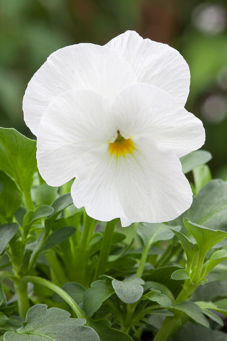 Viola cornuta